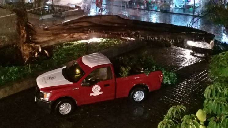 Lluvias intensas causan caida de arbol y daños menores