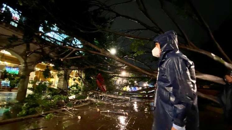 Acordonan Zócalo de capital oaxaqueña tras caída de arboles