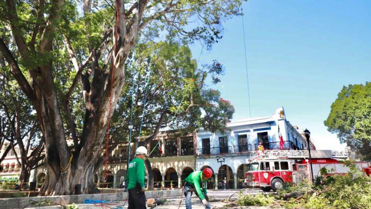 Crean estrategias integrales para proteger arboles del zócalo