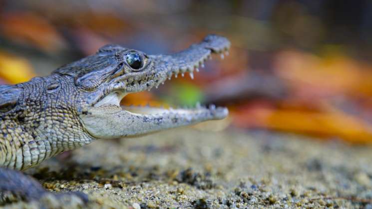 Invitan a conferencia sobre cocodrilos en laguna de Manialtepec