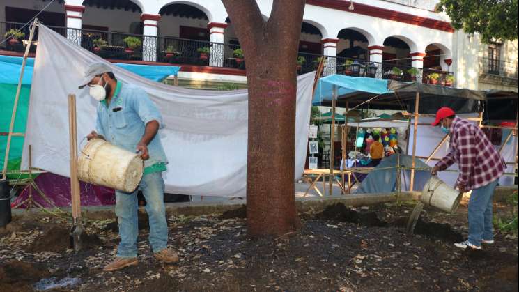 Urge tratamiento para los árboles del Zócalo y Alameda de Oaxaca 