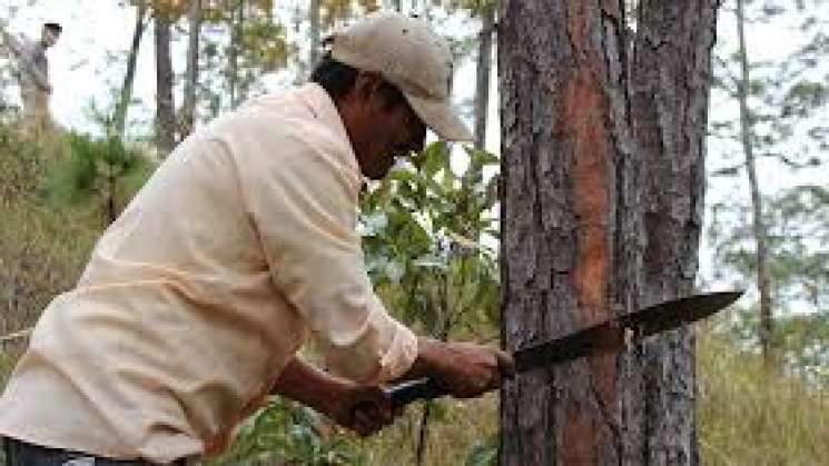 Resineros zoques protegen 15 mil hectáreas en las chimalapas