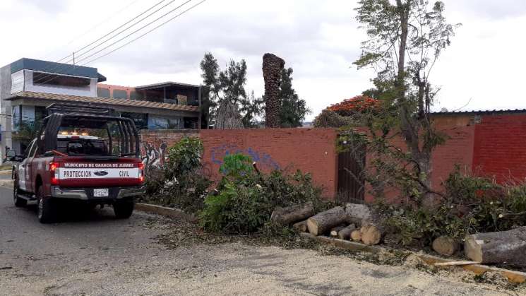 Reportan afectaciones en arbolado por fuertes vientos en Oaxaca