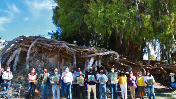 Reconoce Semaedeso la belleza arbórea de la región de la Mixteca