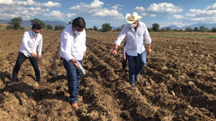 Inician mil 500 productores siembra de amaranto en Oaxaca