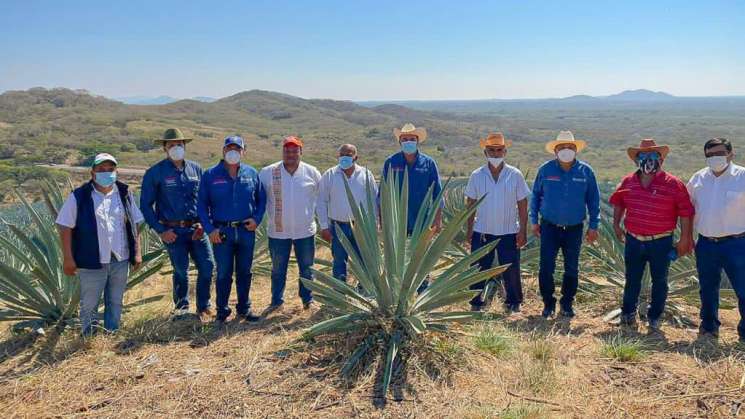 Promueve Sedapa diversificación de cultivos en el campo oaxaqueño