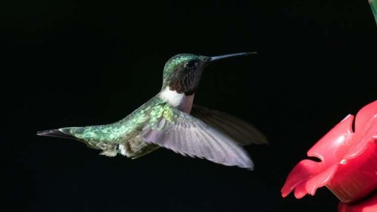 UNAM, al rescate del hábitat de colibríes