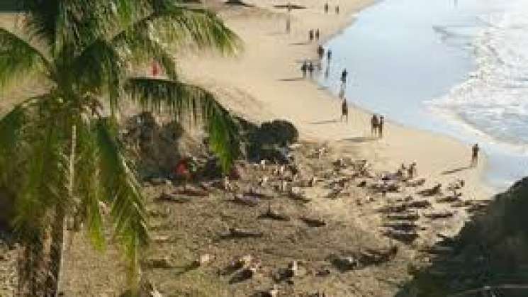 Anuncian Festival Nudista En Zipolite Pese A Pandemia