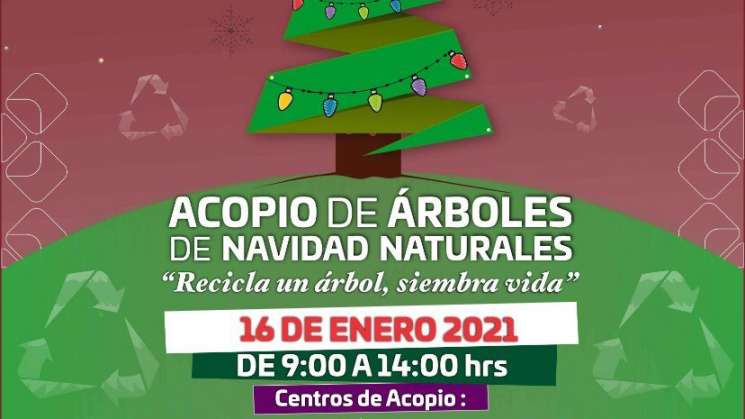 Inician campaña de acopio de árboles navideños naturales