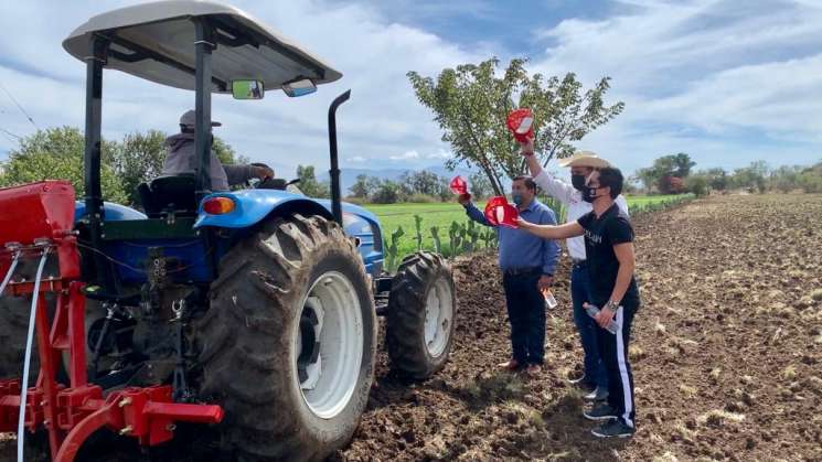 Impulsan cultivo de amaranto, sábila, nopal y vainilla en Oaxaca