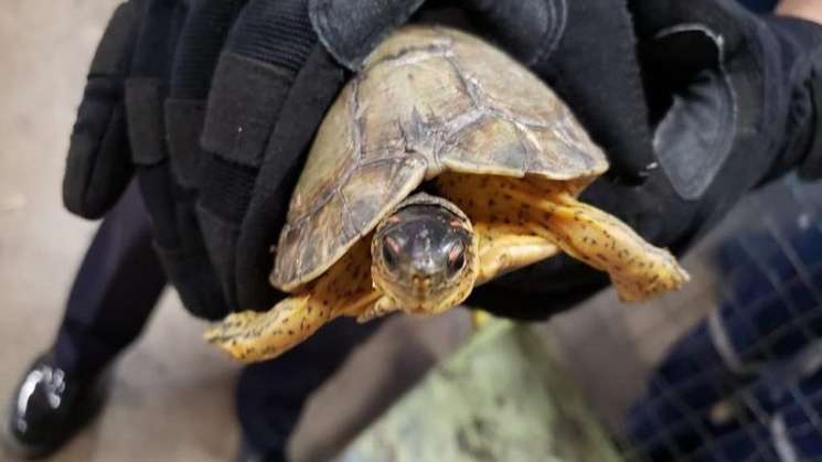  Guardia Nacional rescata a tortugas envueltas en calcetas