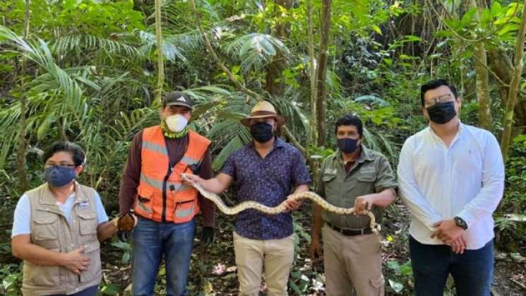 Continúa Tren Maya  preservando la fauna del sureste