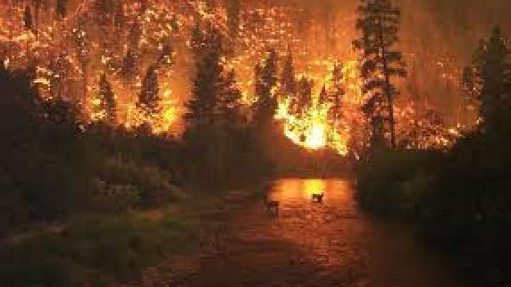 Coesfo anuncia los primeros cinco incendios forestales en Oaxaca