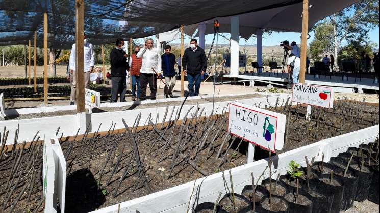 Trabajadores de Sembrando Vida recibirán ahorros por cultivar 