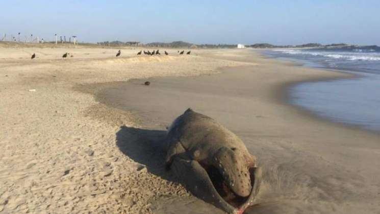 Encuentran ballenato sin vida en playas de Oaxaca