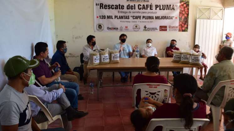 Con la siembra de 280 mil plantas rescatarán el café pluma