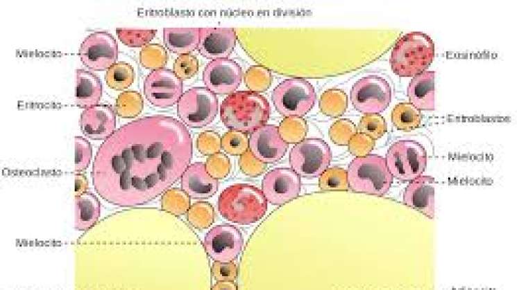 Nuevo tipo de célula ósea para el tratamiento de osteoporosis