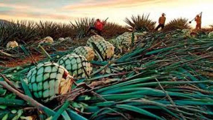 Temor de mezcaleros truculentas estrategias de Hipócrates Nolasco