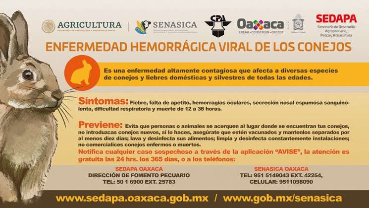 Activan alerta por enfermedad hemorrágica del conejo: Sedapa