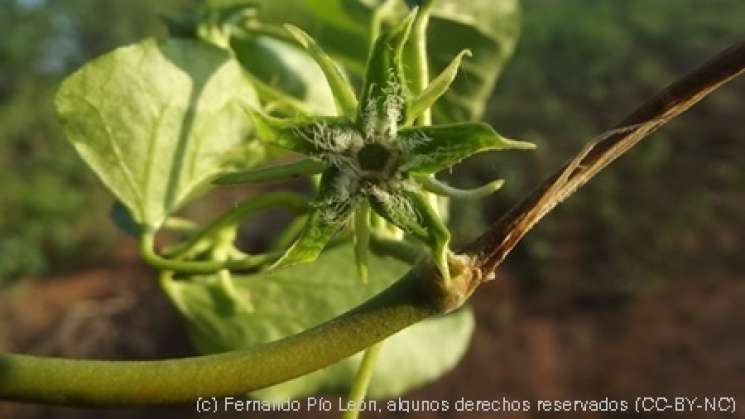 México tiene nueva especie de planta: Gonolobus naturalistae