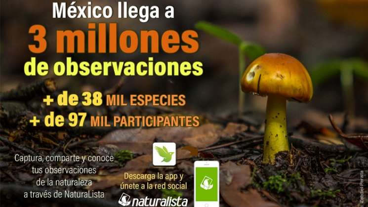 Red de ciencia  Naturalista con 3 millones de observaciones