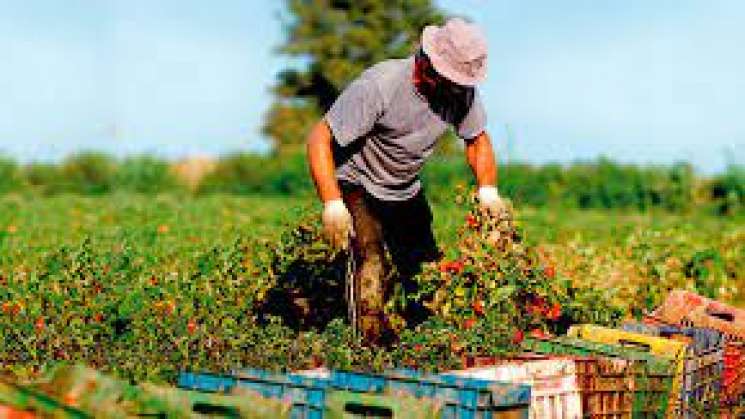  FAO lanza publicación sobre agricultultura sostenible