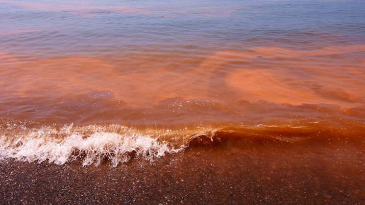 Detectan Marea Roja en costas istmeñas: SSO  