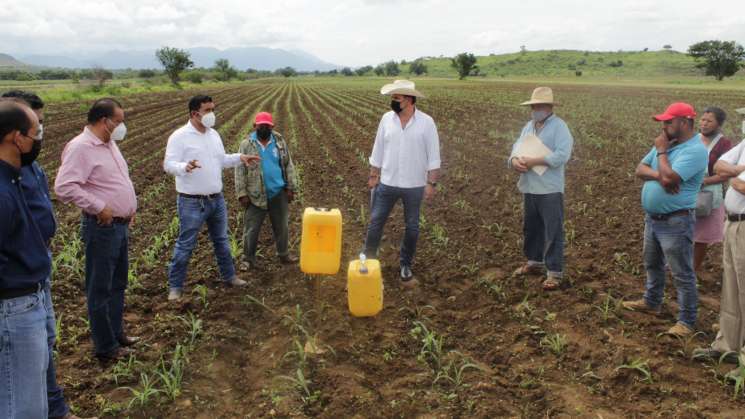 Inicia campaña fitosanitaria para la producción de maíz 