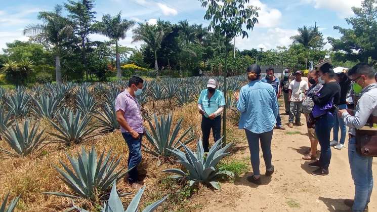 Inicia Sedapa capacitación virtual a productores de Oaxaca  