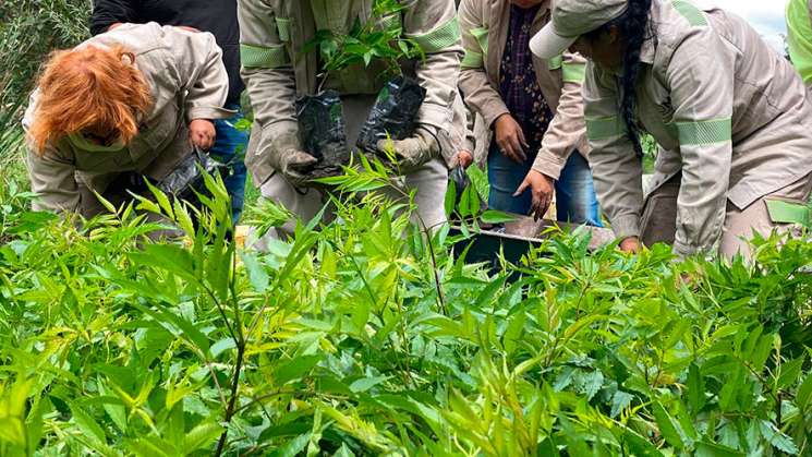 México plantara 200,000 árboles contra cambio climático