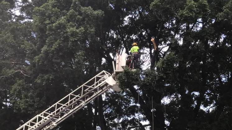 Realiza Bomberos poda de árboles en la Ciudad capital  