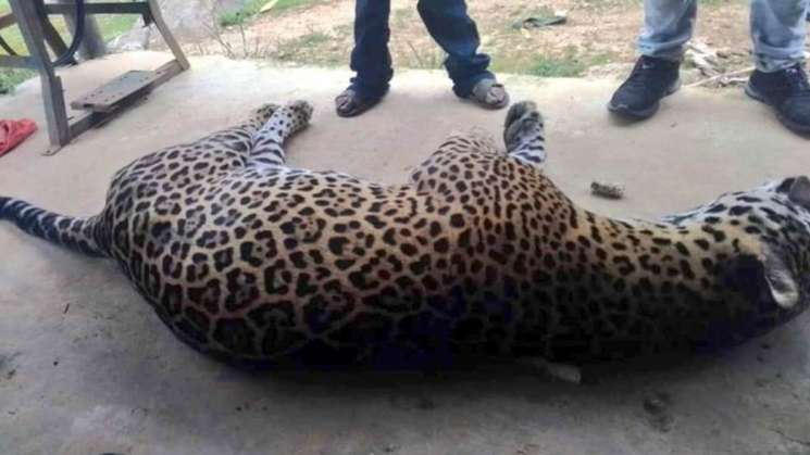 ECUSBEO investiga muerte de felino por envenenamiento