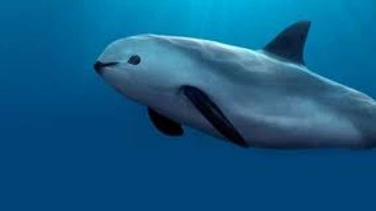 Coordina Sociedad y gobierno conservación de vaquita marina