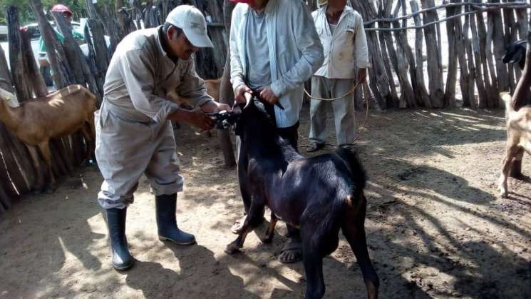 Refuerza Gobierno de Oaxaca campaña de sanidad animal  