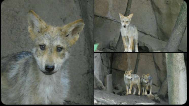 Ya tienen nombres los cachorros de lobo mexicano de Chapultepec