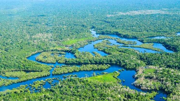 La gestión de los bosques del mundo  debe centrarse en el agua   