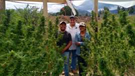 Asociación Indígena de Productores de Cannabis 