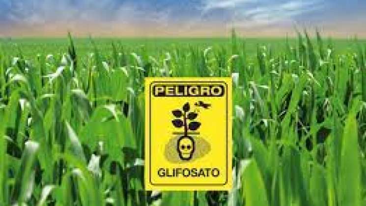 Congreso de Oaxaca prohíbe glifosato y otros agroquímicos 