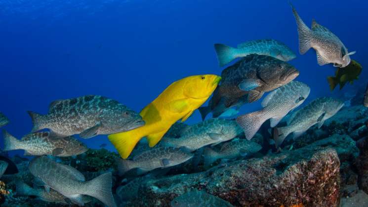 Áreas Naturales Protegidas enfrentan un nuevo recorte 