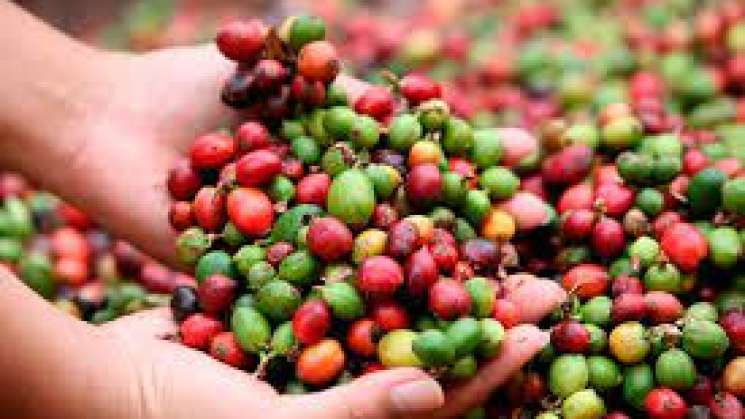 Oaxaca entre los 219 mil productores de café beneficiados en 2021