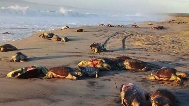 En playas de Oaxaca encuentran 300 tortugas muertas 