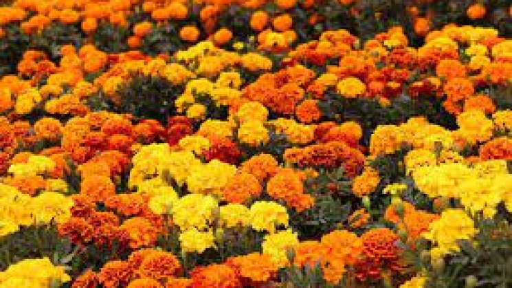 En Dia de Muertos, Flor de Cempasúchil: vida y muerte