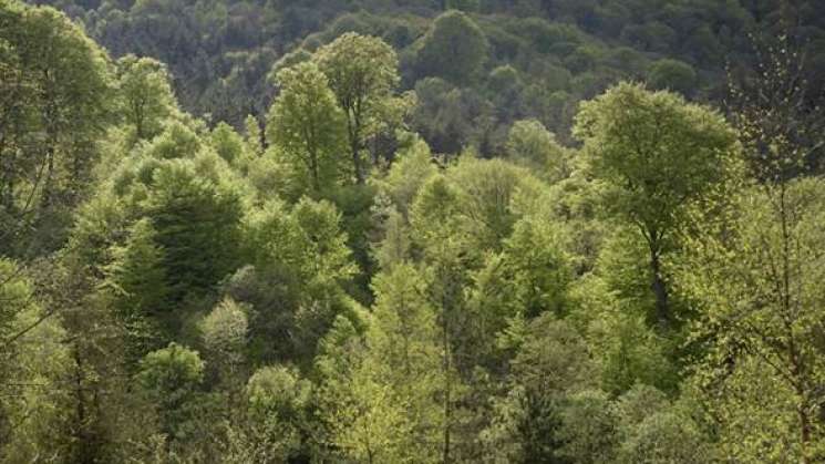 La expansión agrícola causa casi 90% de deforestación mundial