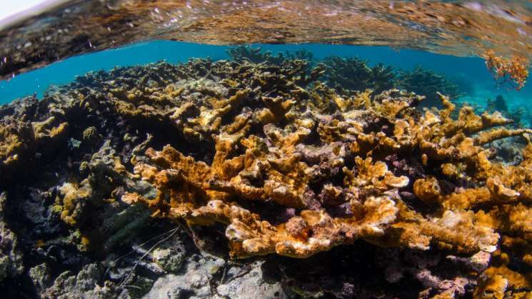  Áreas Naturales Protegidas Marinas en México: reprobadas