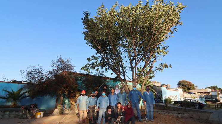 Nueva higuera del Valle sustituye árbol caído en Oaxaca capital