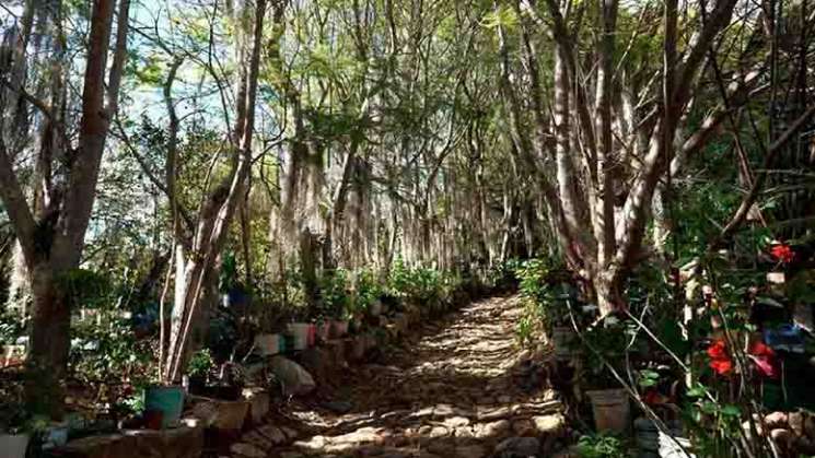 Reverdecen las zonas áridas de Santo Domingo Yanhuitlán