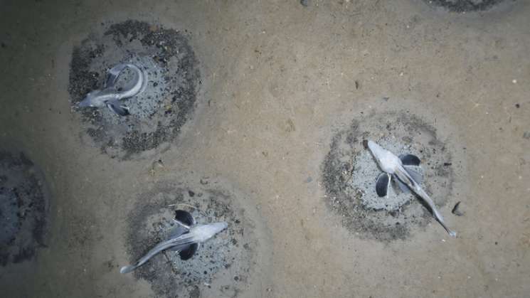 Descubren colonia de peces de hielo nunca vista en el Antártico