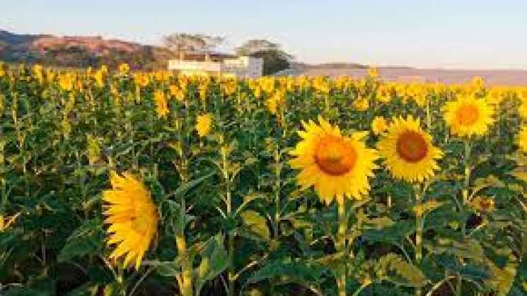 Más de 200,000 girasoles plantan en Oaxaca para salvar abejas