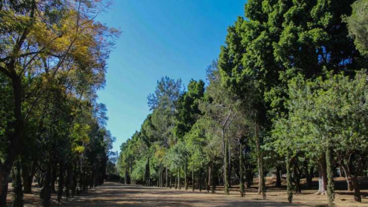 Coadyuva Bosque El Tequio a mejorar medio ambiente en capital