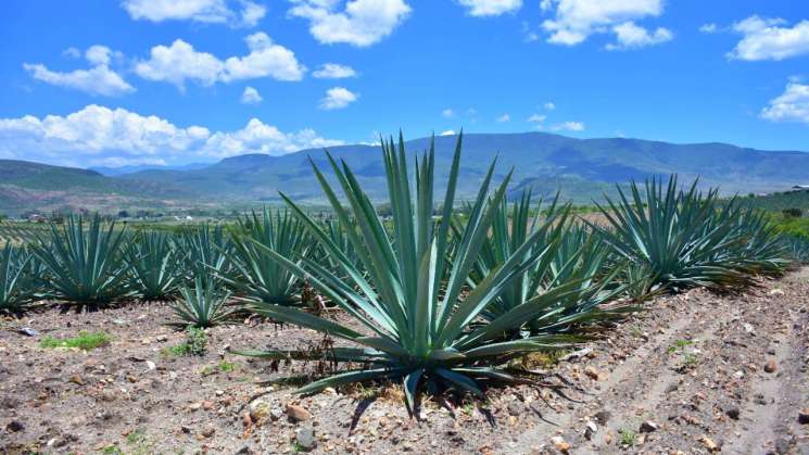 Oaxaca, entre las 3 únicas entidades del país en crecimiento 